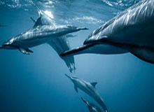 开云娱乐-AIYOUXI：让想象触手可及的智能生活